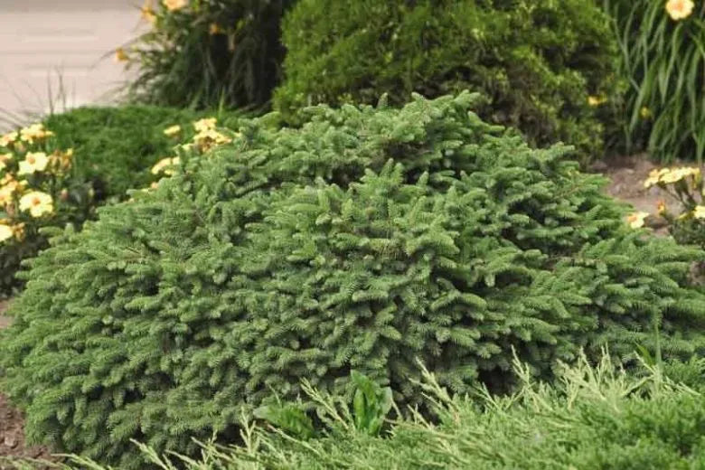 Picea Abies 'elegans' - View 18 from www redcrocus com