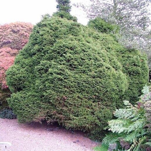 Picea Abies 'elegans' - View 19 from www redcrocus com