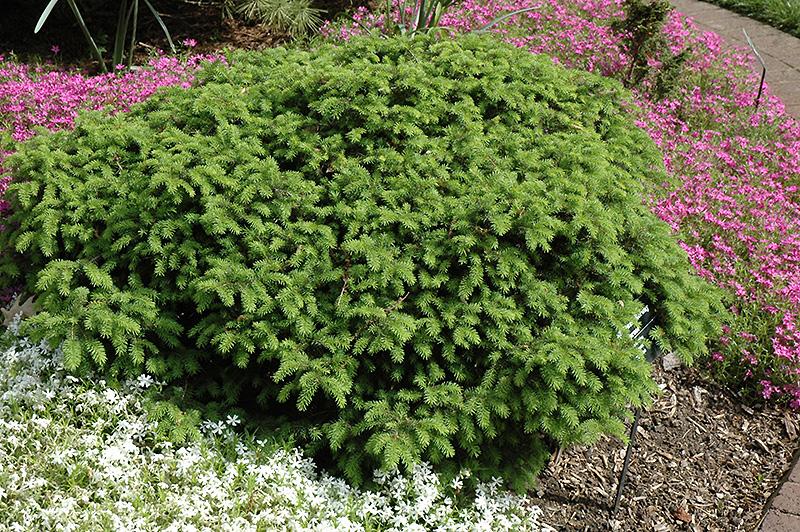 Picea Abies 'elegans' - View 1 from www redcrocus com