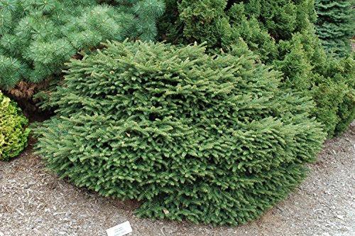 Picea Abies 'elegans' - View 25 from www redcrocus com