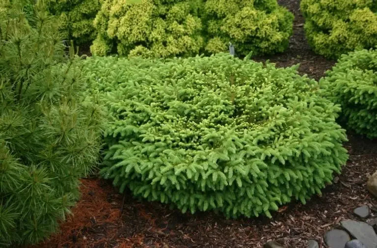 Picea Abies 'elegans' - View 26 from www redcrocus com