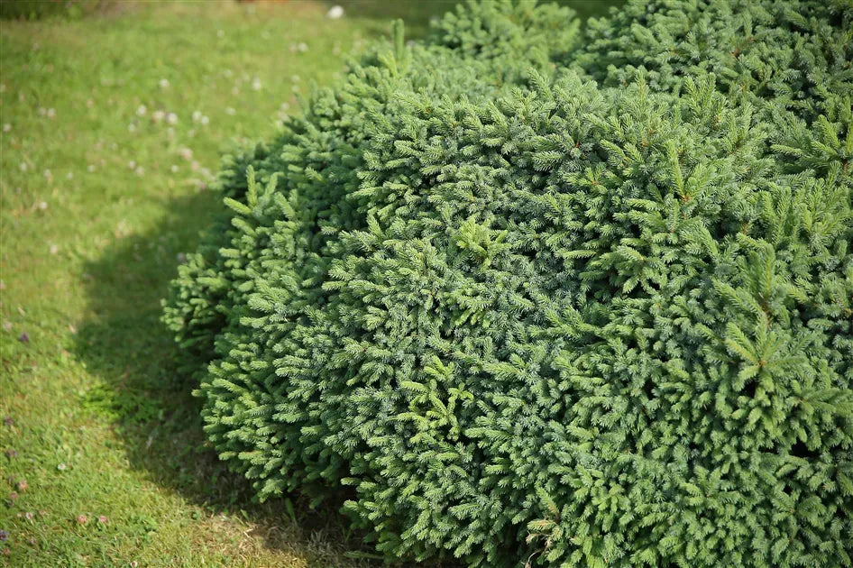 Picea Abies 'elegans' - View 28 from www redcrocus com