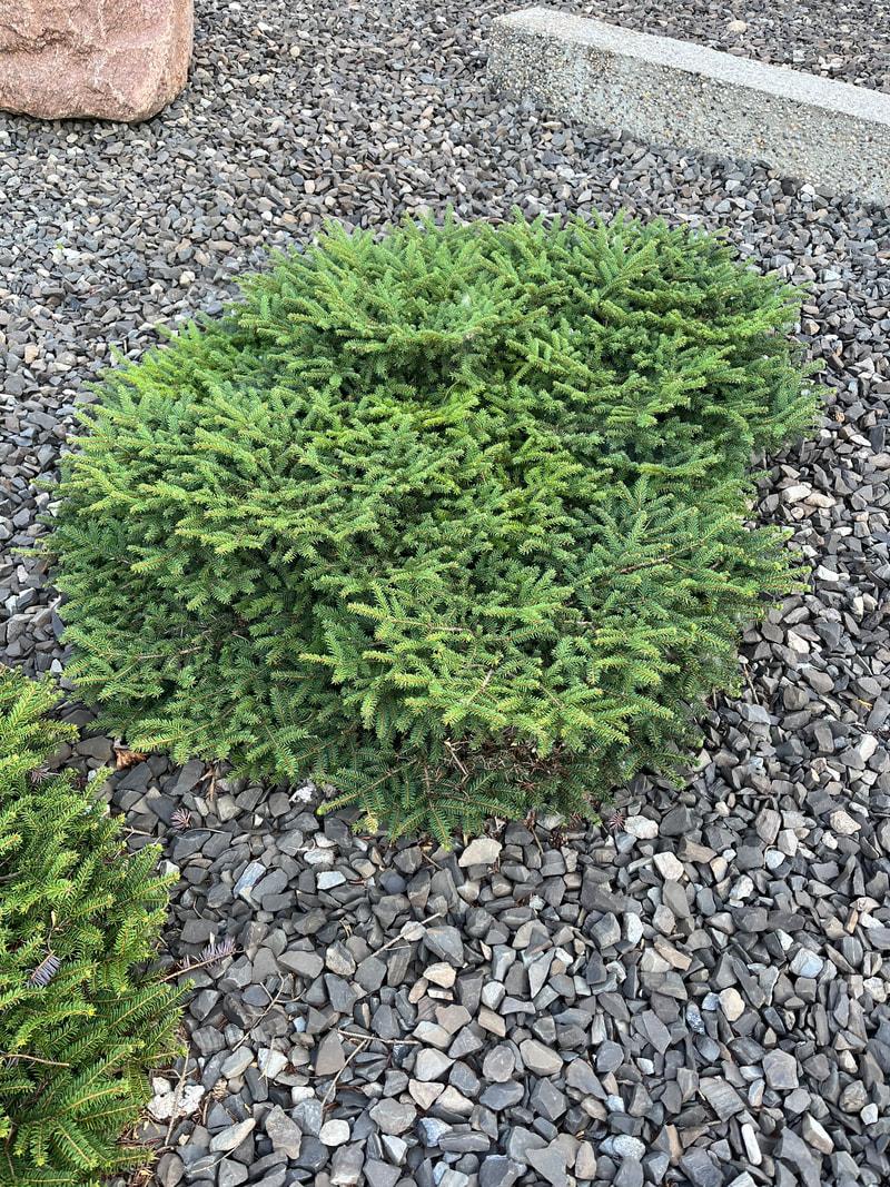 Picea Abies 'elegans' - View 29 from www redcrocus com