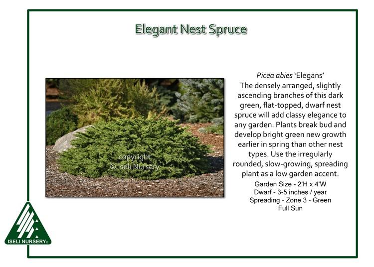 Picea Abies 'elegans' - View 3 from www redcrocus com