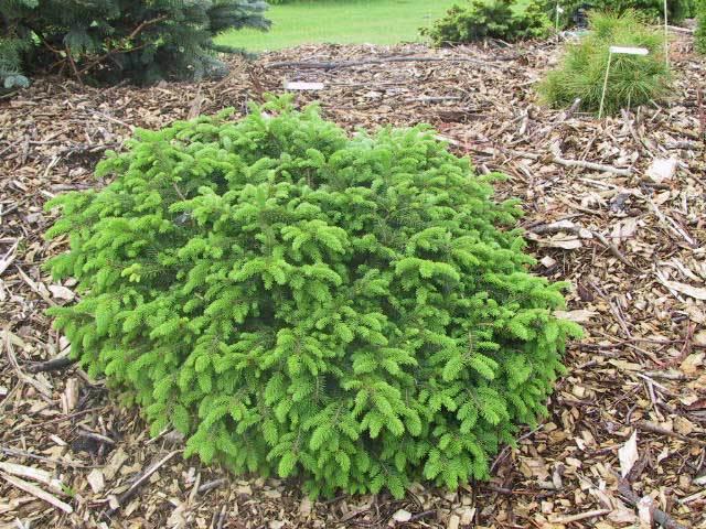 Picea Abies 'elegans' - View 4 from www redcrocus com
