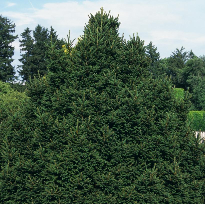 Picea Abies 'elegans' - View 5 from www redcrocus com