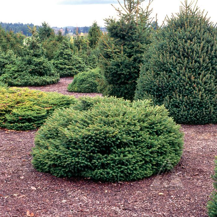 Picea Abies 'elegans' - View 6 from www redcrocus com