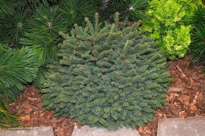 Picea Abies 'elegans' - View 7 from www redcrocus com