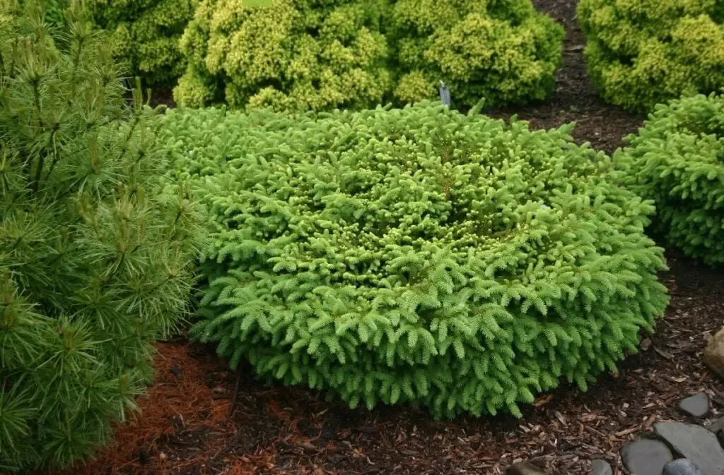 Picea Abies 'elegans' - View 8 from www redcrocus com