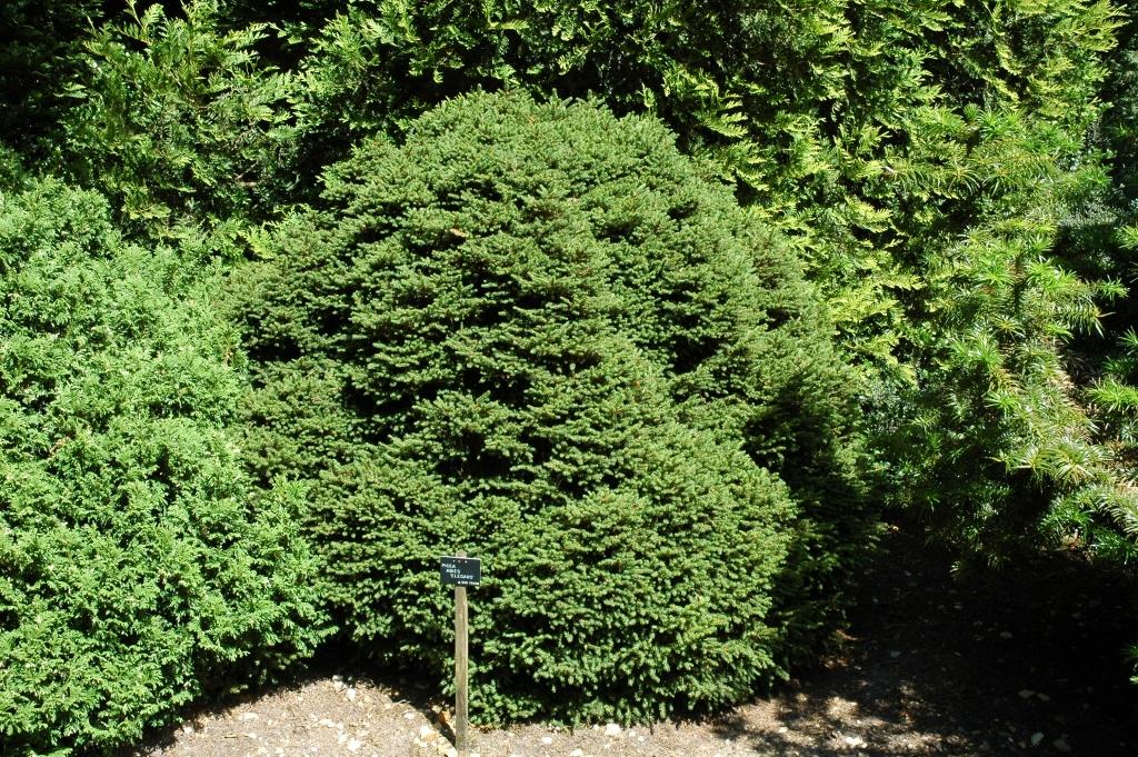 Picea Abies 'elegans' - View 9 from www redcrocus com