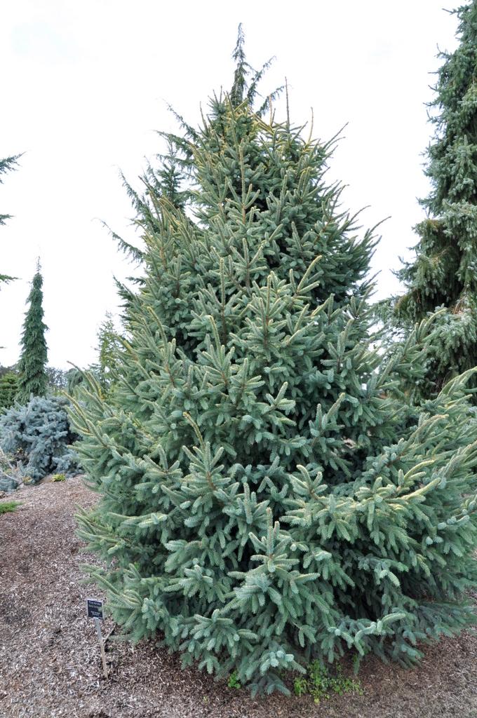 Picea Mariana 'aureo Variegata' - View 10 from www redcrocus com