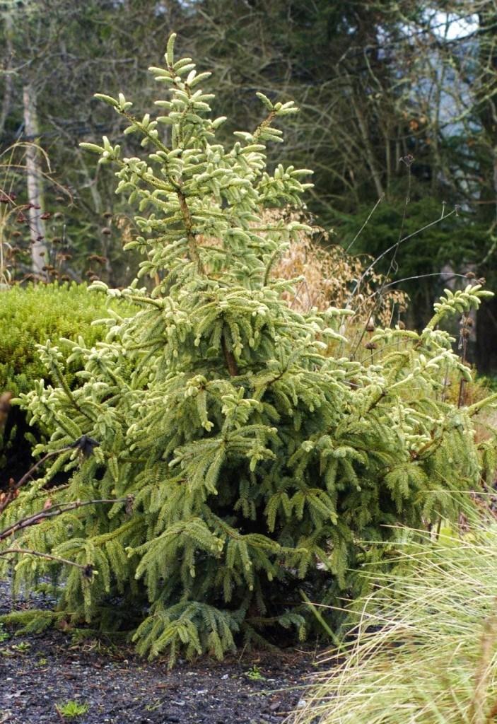 Picea Mariana 'aureo Variegata' - View 11 from www redcrocus com