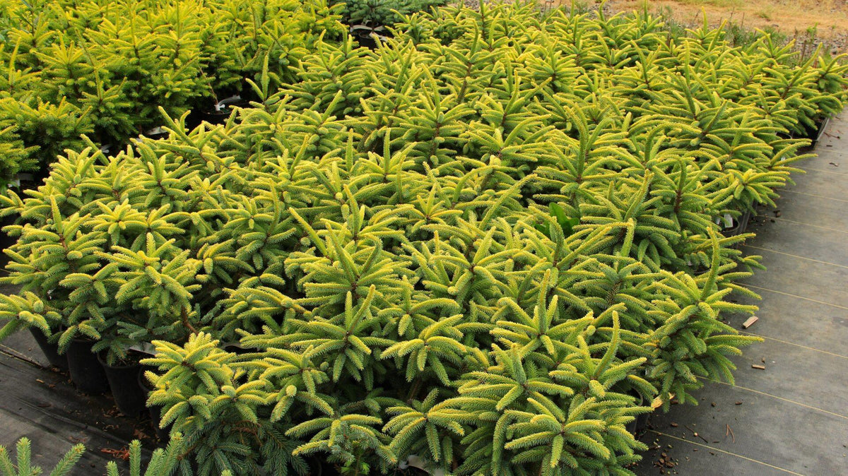 Picea Mariana 'aureo Variegata' - View 13 from www redcrocus com
