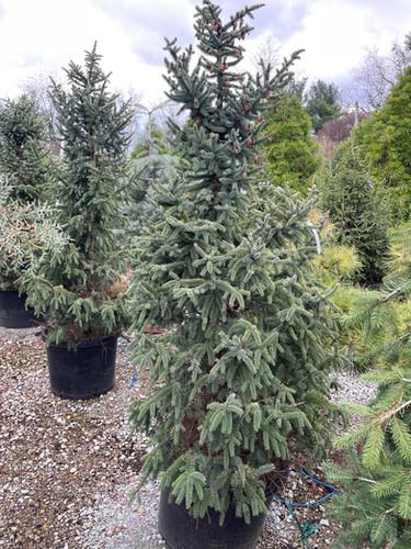 Picea Mariana 'aureo Variegata' - View 14 from www redcrocus com