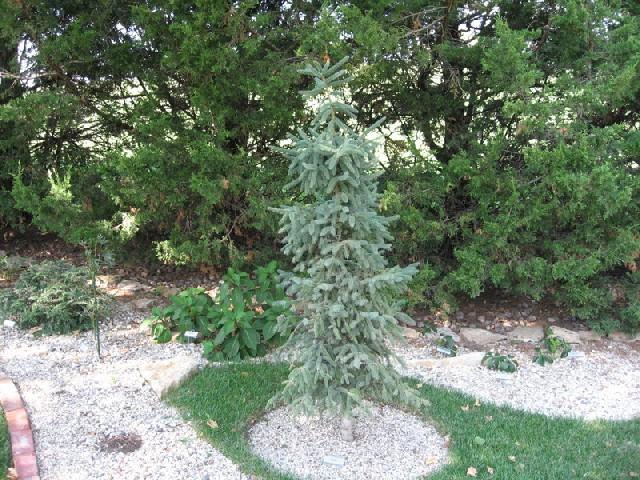 Picea Mariana 'aureo Variegata' - View 17 from www redcrocus com