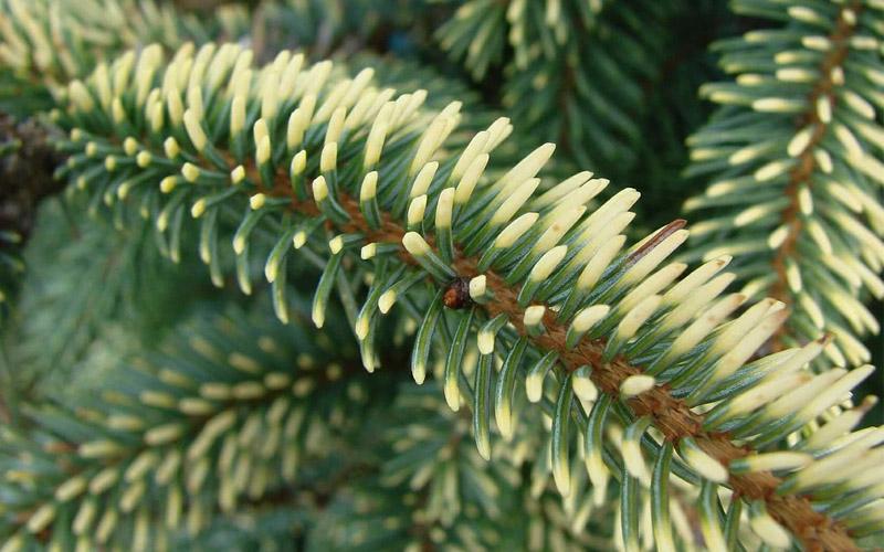Picea Mariana 'aureo Variegata' - View 18 from www redcrocus com