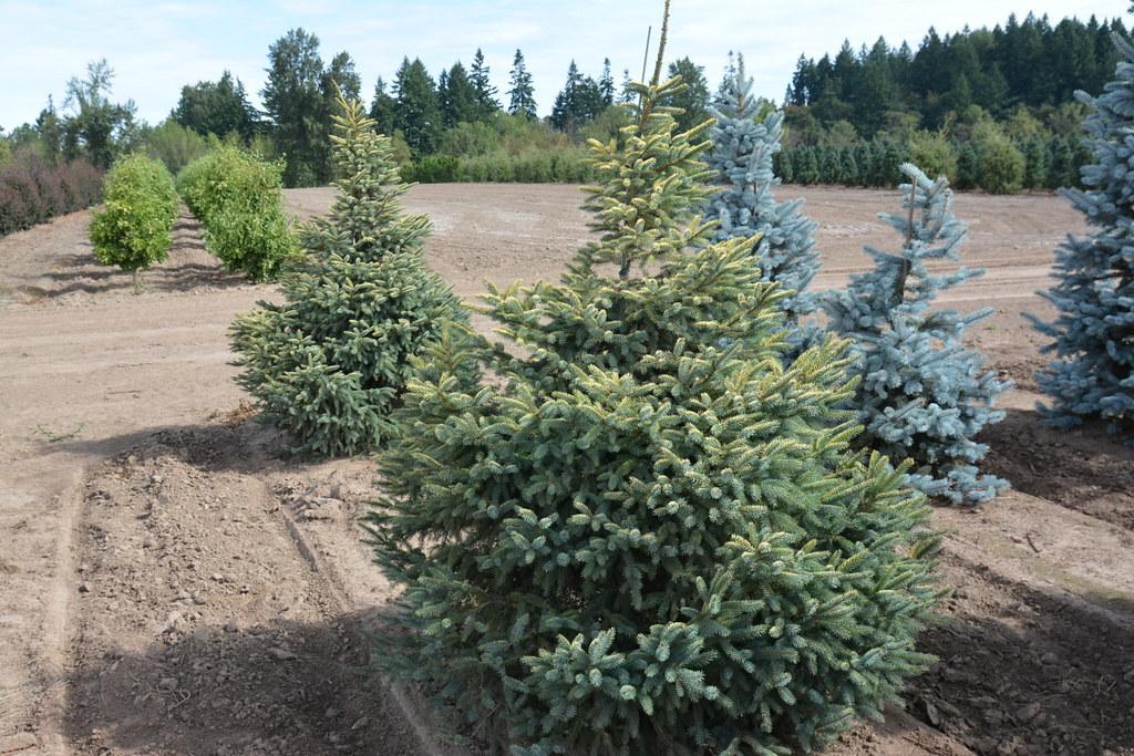 Picea Mariana 'aureo Variegata' - View 22 from www redcrocus com
