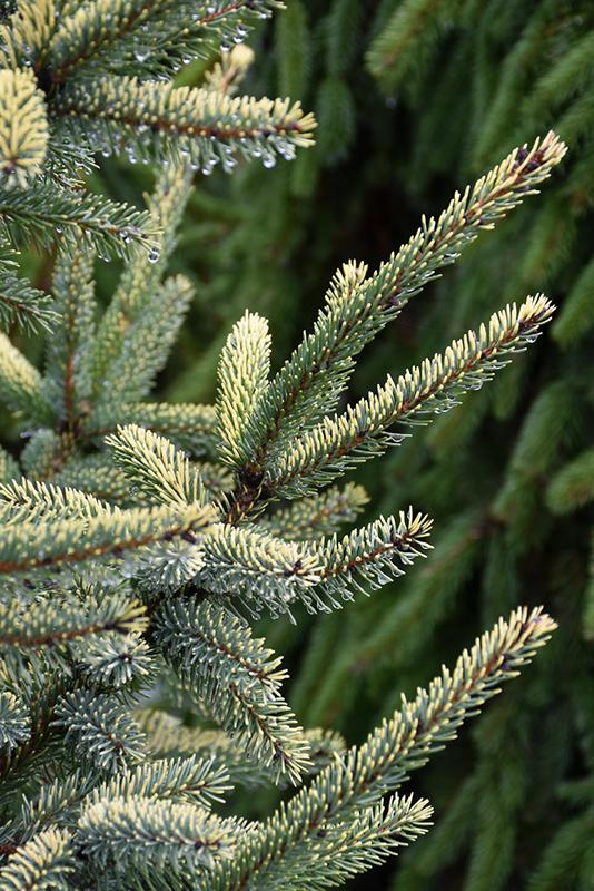 Picea Mariana 'aureo Variegata' - View 24 from www redcrocus com