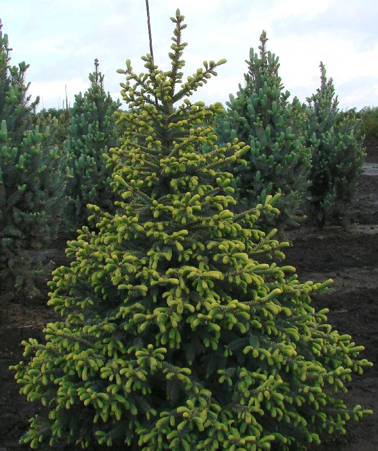 Picea Mariana 'aureo Variegata' - View 25 from www redcrocus com