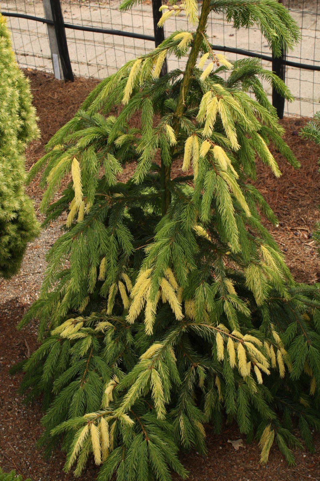 Picea Mariana 'aureo Variegata' - View 26 from www redcrocus com