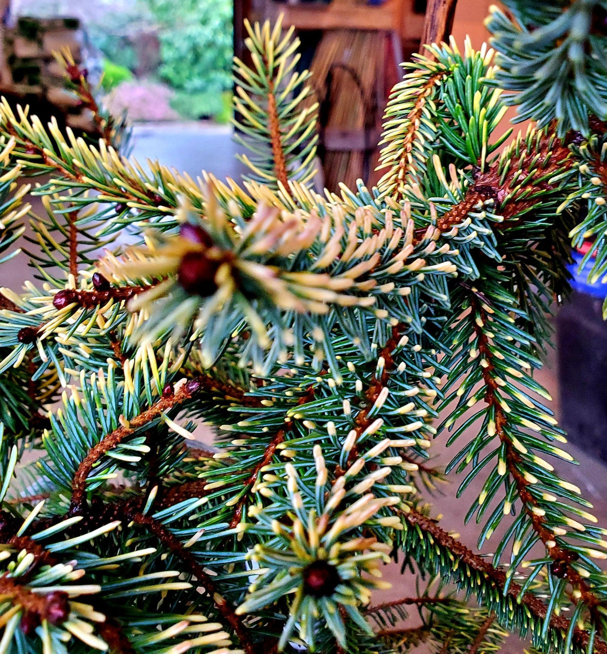 Picea Mariana 'aureo Variegata' - View 27 from www redcrocus com