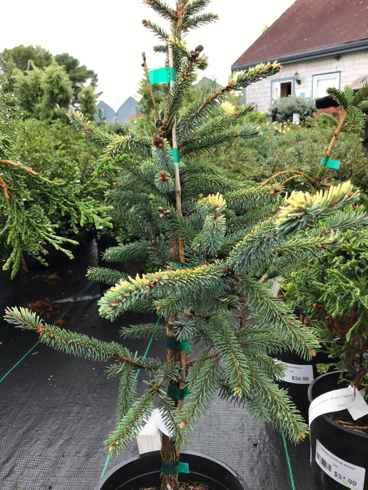 Picea Mariana 'aureo Variegata' - View 28 from www redcrocus com