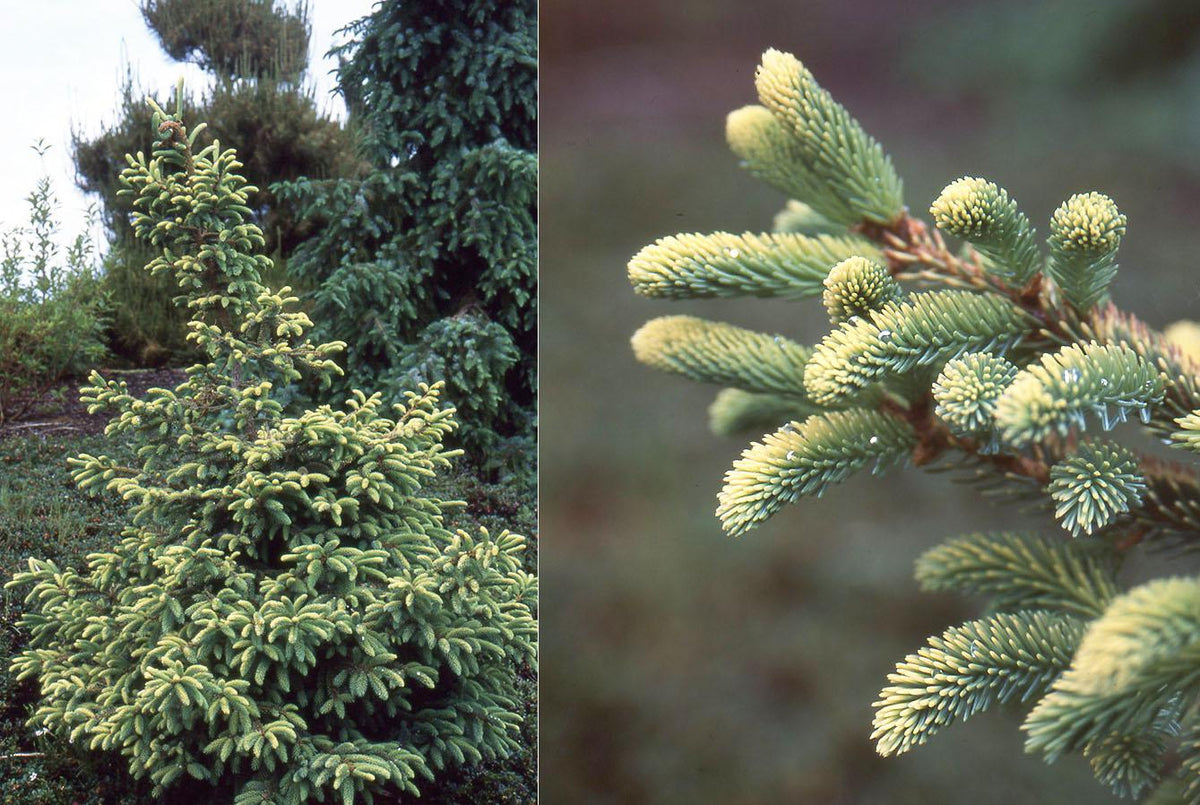 Picea Mariana 'aureo Variegata' - View 2 from www redcrocus com