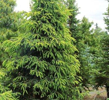 Picea Mariana 'aureo Variegata' - View 30 from www redcrocus com