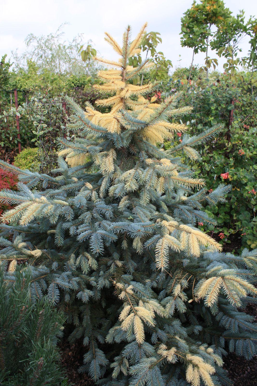 Picea Mariana 'aureo Variegata' - View 31 from www redcrocus com