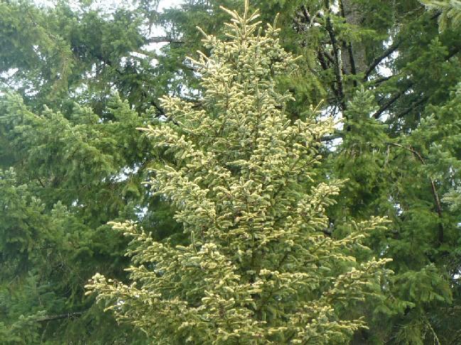 Picea Mariana 'aureo Variegata' - View 32 from www redcrocus com