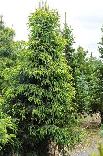 Picea Mariana 'aureo Variegata' - View 4 from www redcrocus com