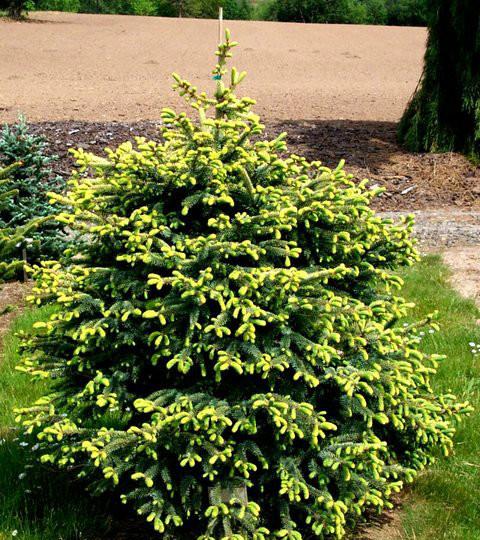 Picea Mariana 'aureo Variegata' - View 7 from www redcrocus com