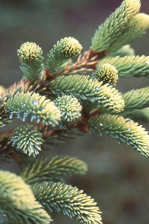 Picea Mariana 'aureo Variegata' - View 8 from www redcrocus com