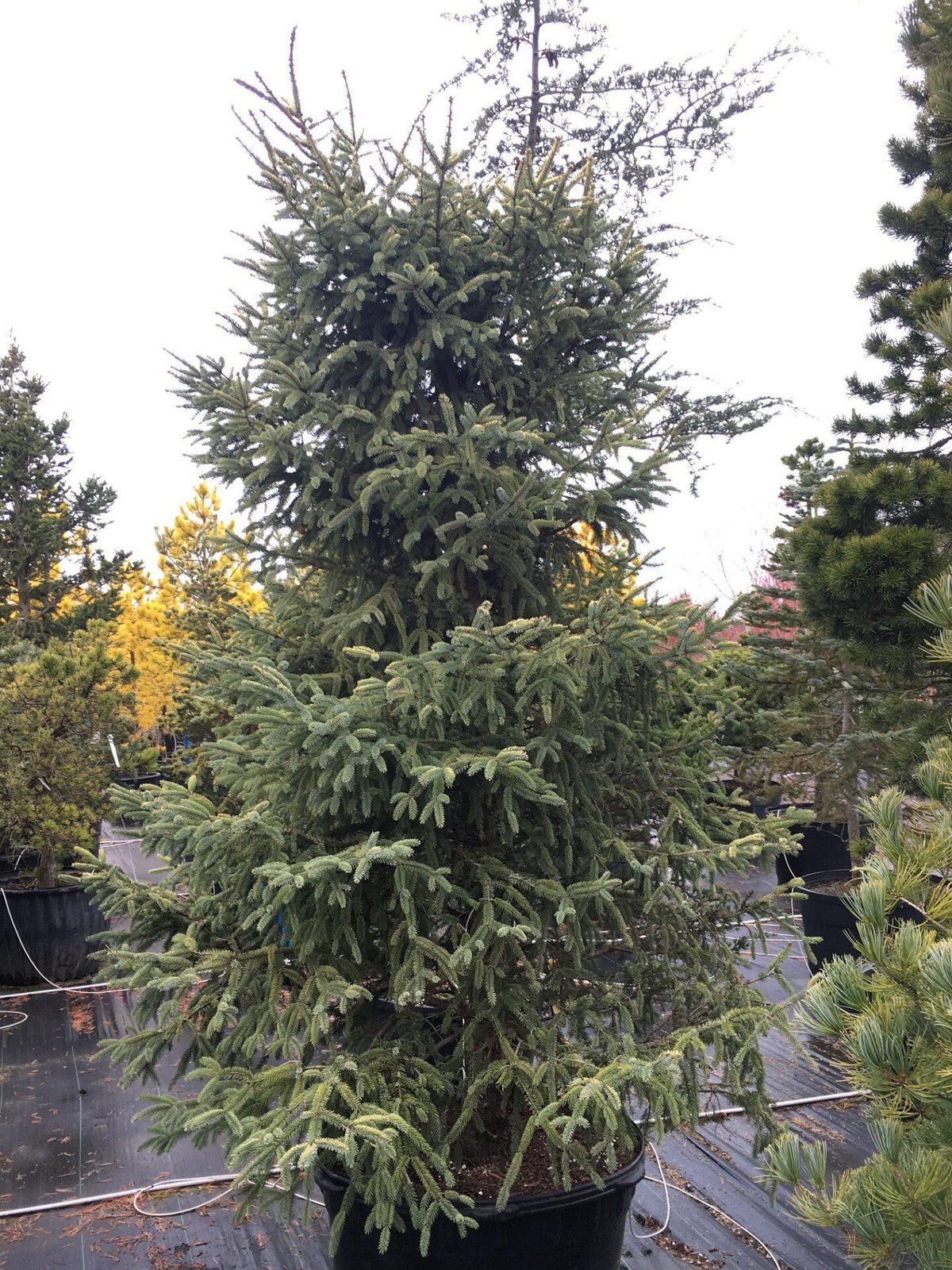 Picea Mariana 'aureo Variegata' - View 9 from www redcrocus com