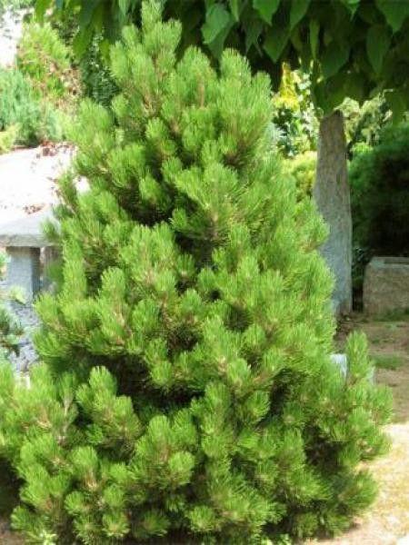 Pinus Leucodermis 'groen' - View 10 from www redcrocus com