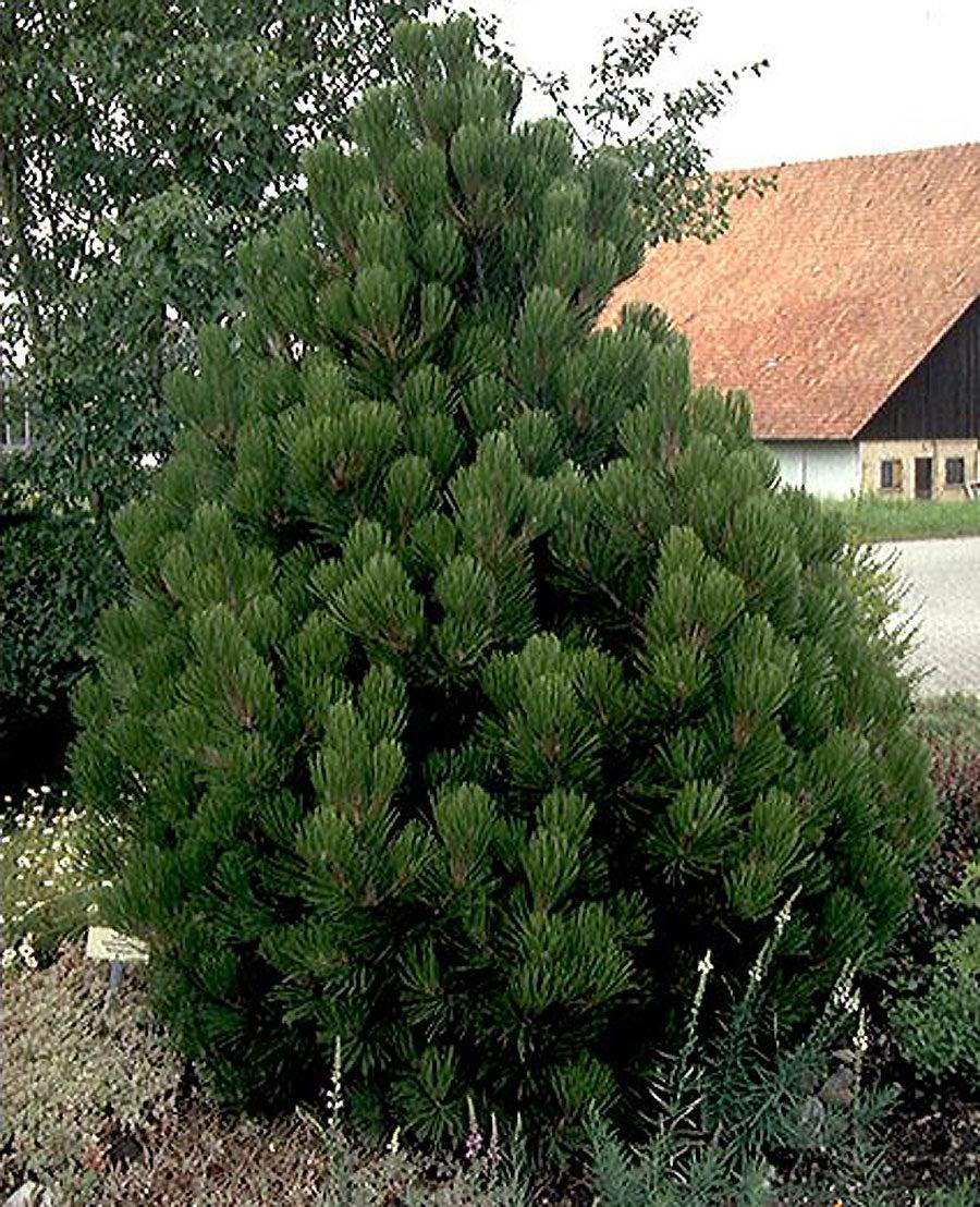 Pinus Leucodermis 'groen' - View 11 from www redcrocus com