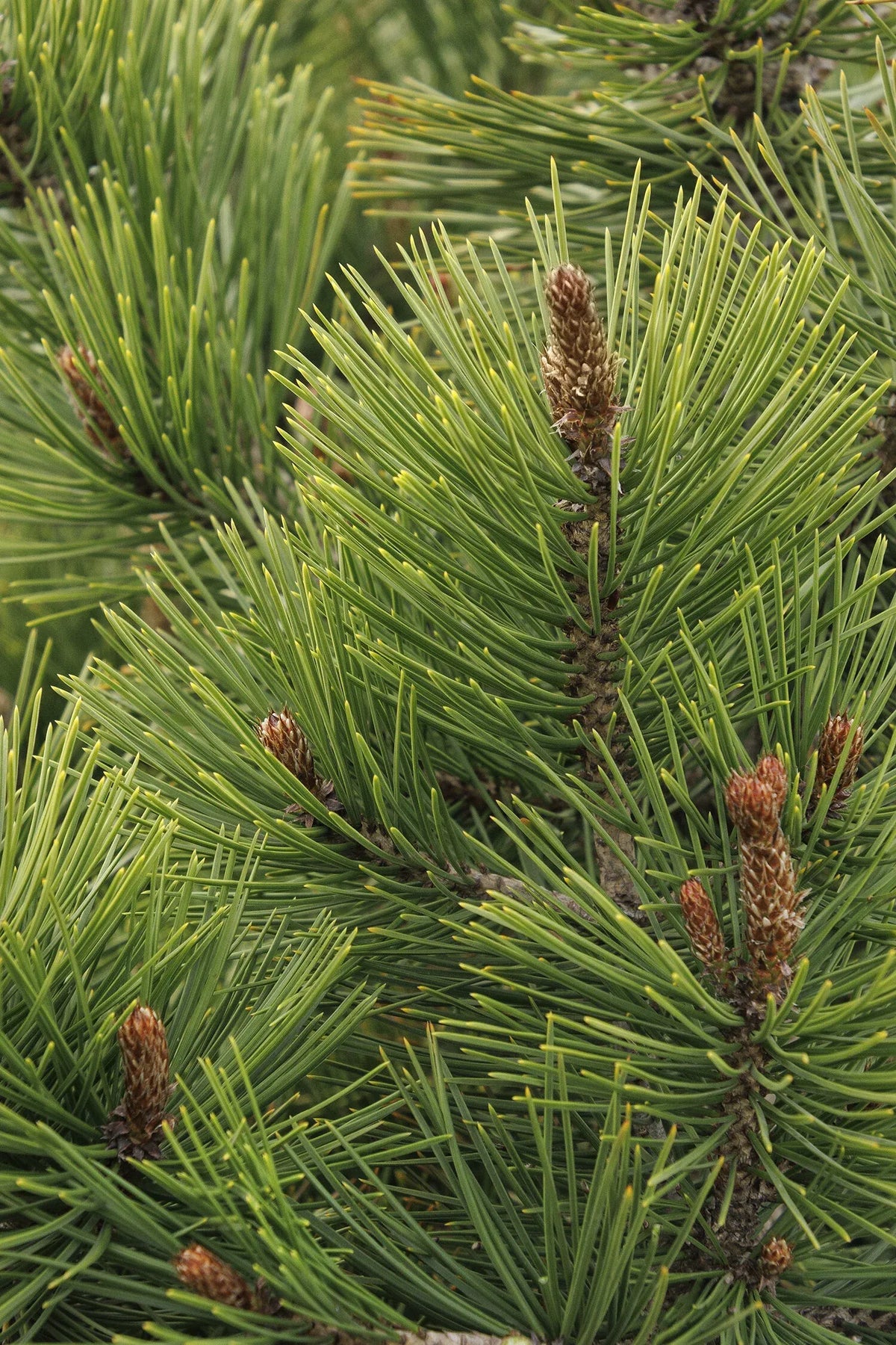 Pinus Leucodermis 'groen' - View 12 from www redcrocus com