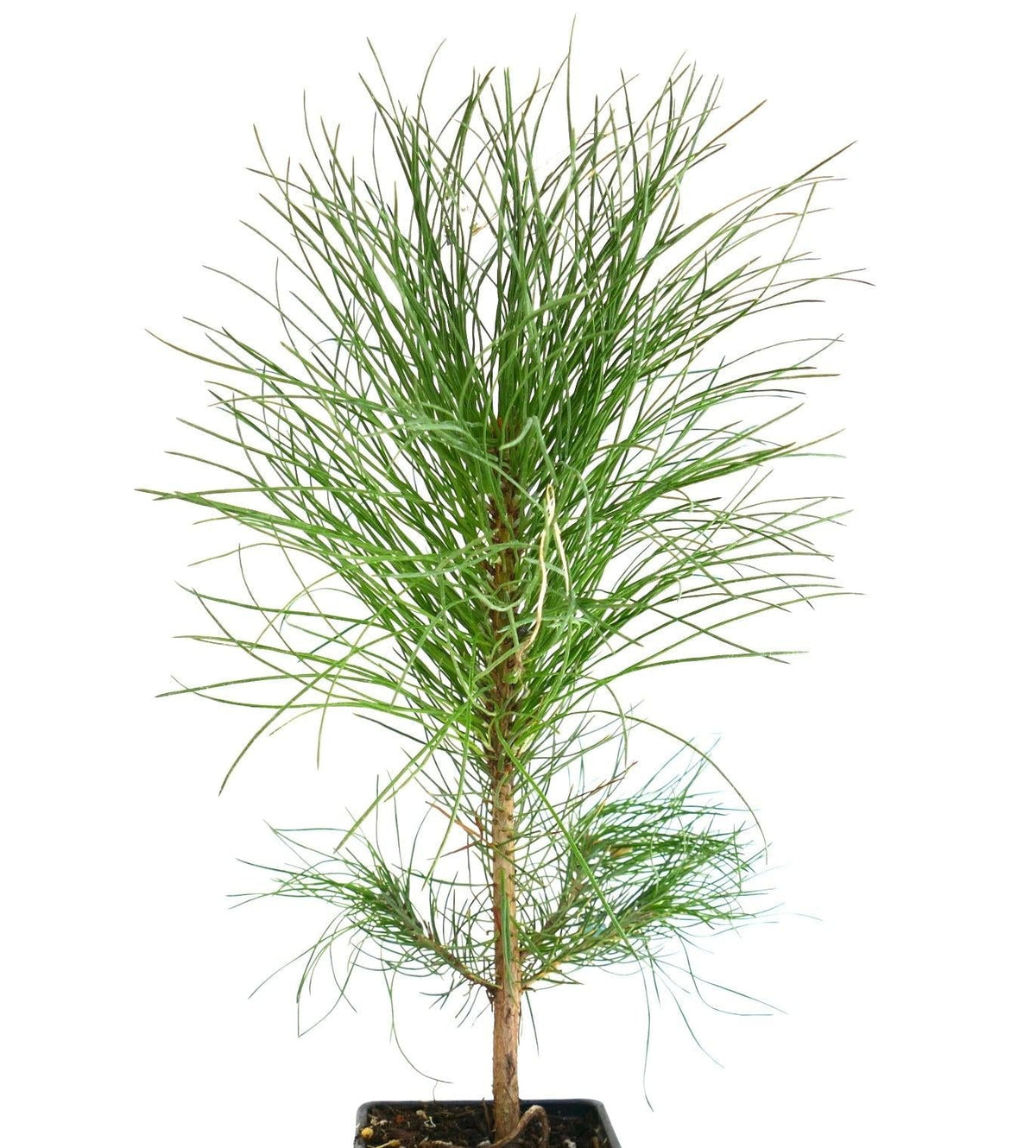Pinus Leucodermis 'groen' - View 14 from www redcrocus com