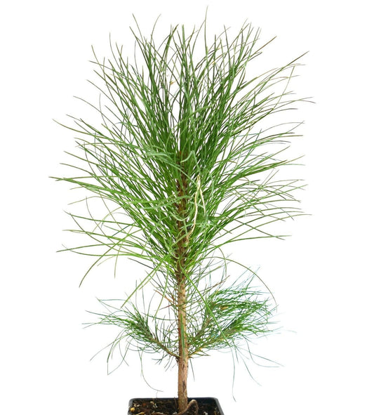 Pinus Leucodermis 'groen' - View 14 from www redcrocus com