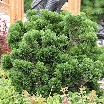 Pinus Leucodermis 'groen' - View 15 from www redcrocus com
