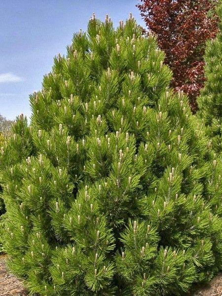 Pinus Leucodermis 'groen' - View 16 from www redcrocus com