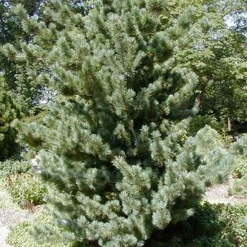 Pinus Leucodermis 'groen' - View 17 from www redcrocus com