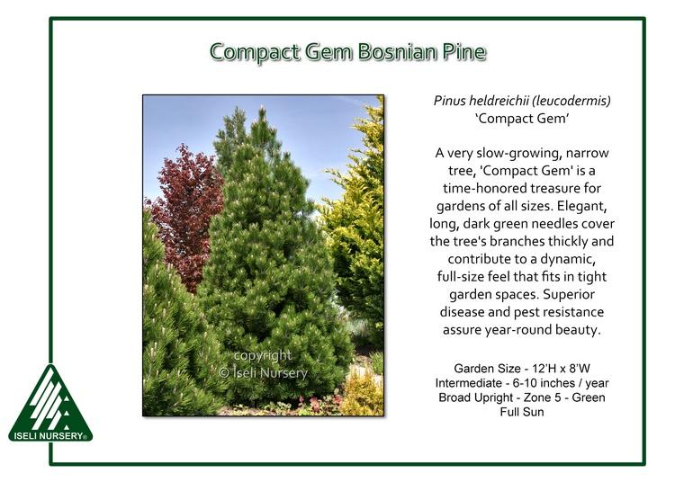 Pinus Leucodermis 'groen' - View 18 from www redcrocus com