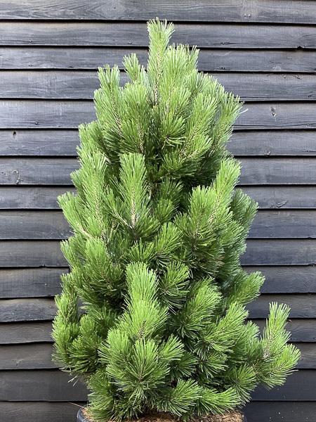 Pinus Leucodermis 'groen' - View 19 from www redcrocus com