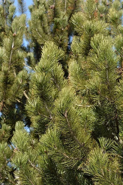 Pinus Leucodermis 'groen' - View 21 from www redcrocus com