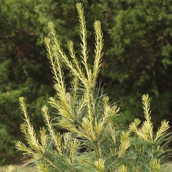 Pinus Leucodermis 'groen' - View 22 from www redcrocus com