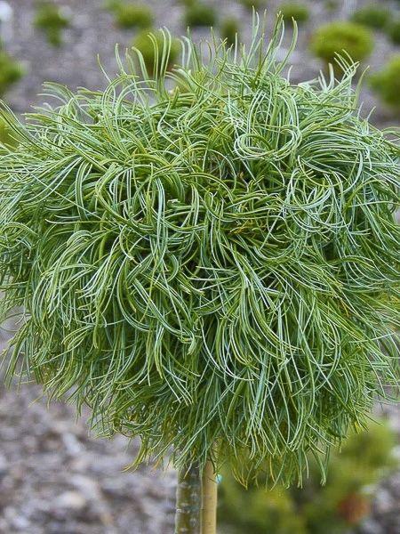 Pinus Leucodermis 'groen' - View 23 from www redcrocus com