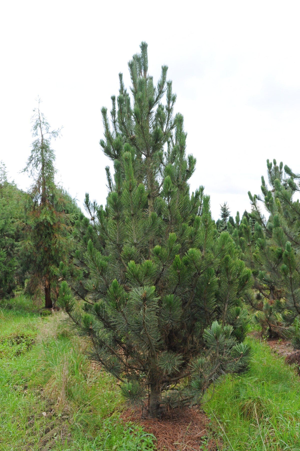 Pinus Leucodermis 'groen' - View 24 from www redcrocus com