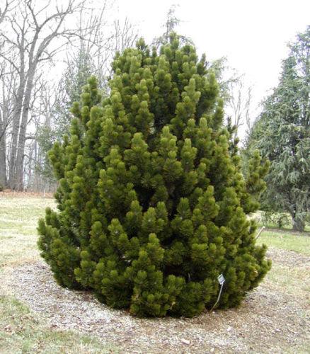 Pinus Leucodermis 'groen' - View 25 from www redcrocus com