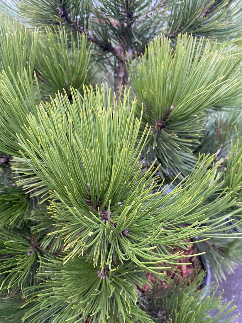 Pinus Leucodermis 'groen' - View 27 from www redcrocus com
